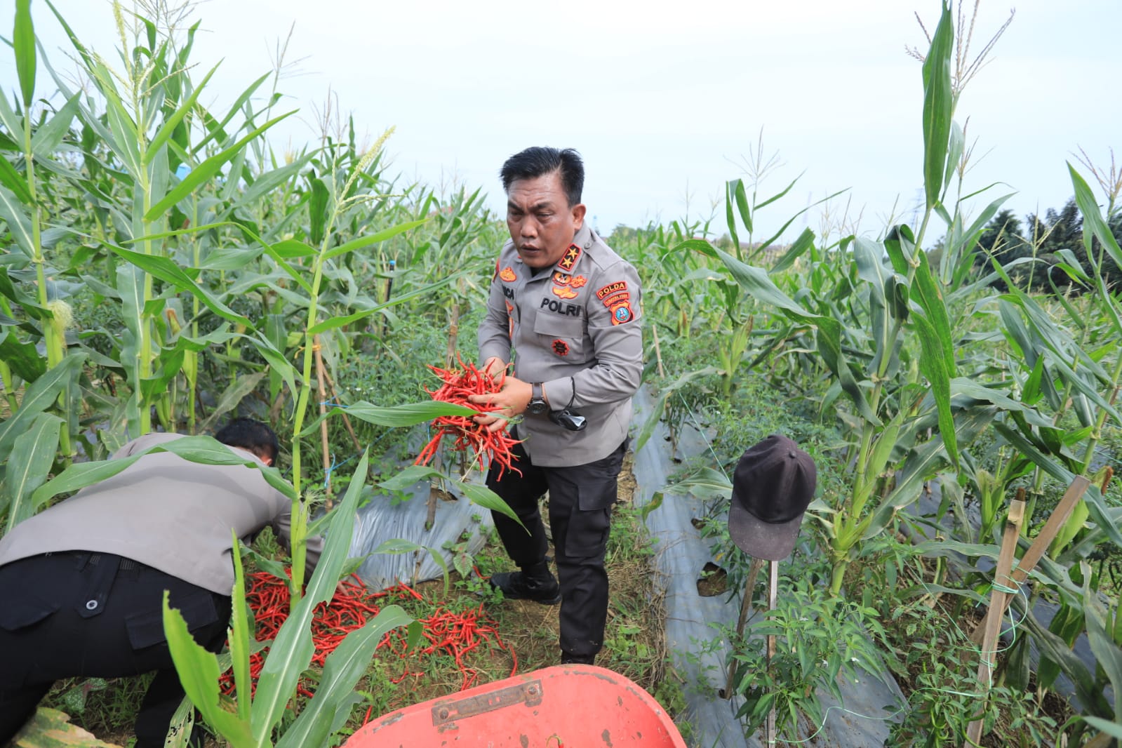 Dukung Ketahanan Pangan, Polda Sumut Manen Jagung & Cabai Merah