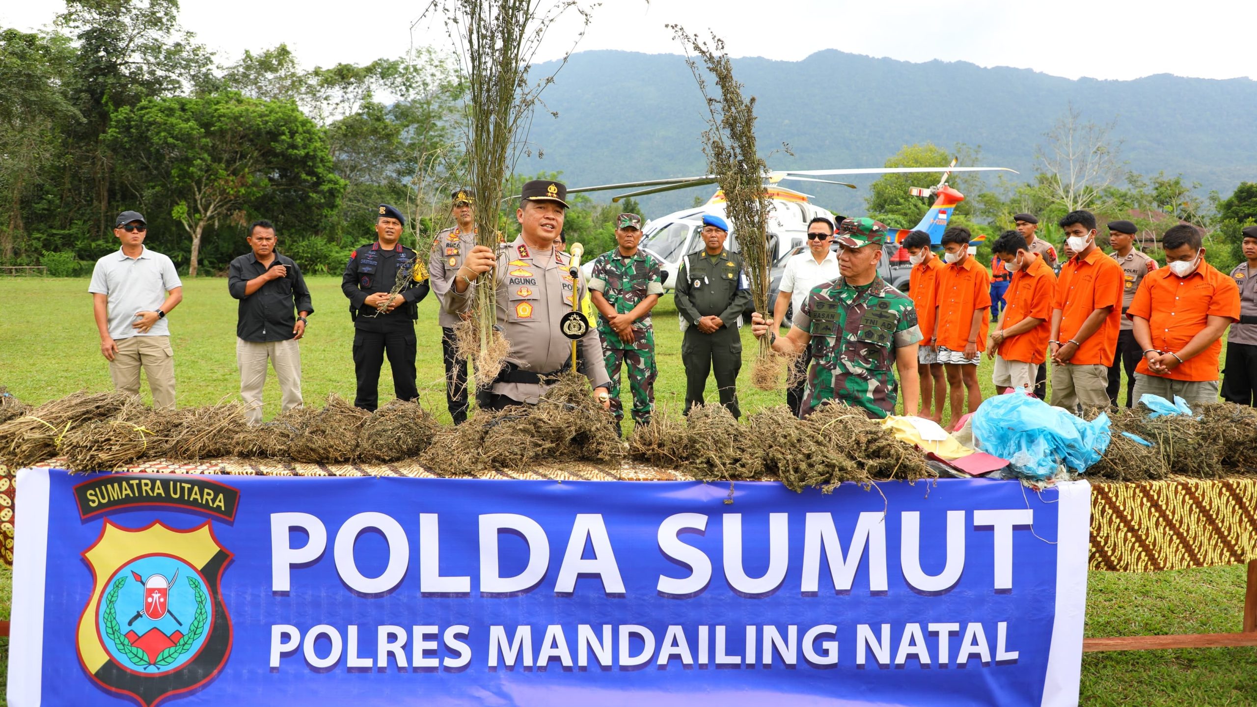 Ladang Ganja 150 Ha Ditemukan Polda Sumut di Madina, Letaknya di Atas Pegunungan