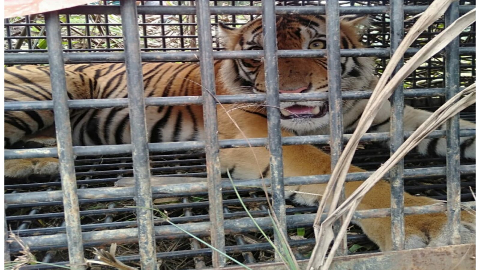 Demi Nyawa Anaknya, Ayah Ibu di Langkat Berani Lawan Kebuasan “Harimau Sumatera”