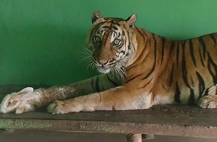 “Si Manis” Harimau Sumatera Mati Diusia 23 Tahun