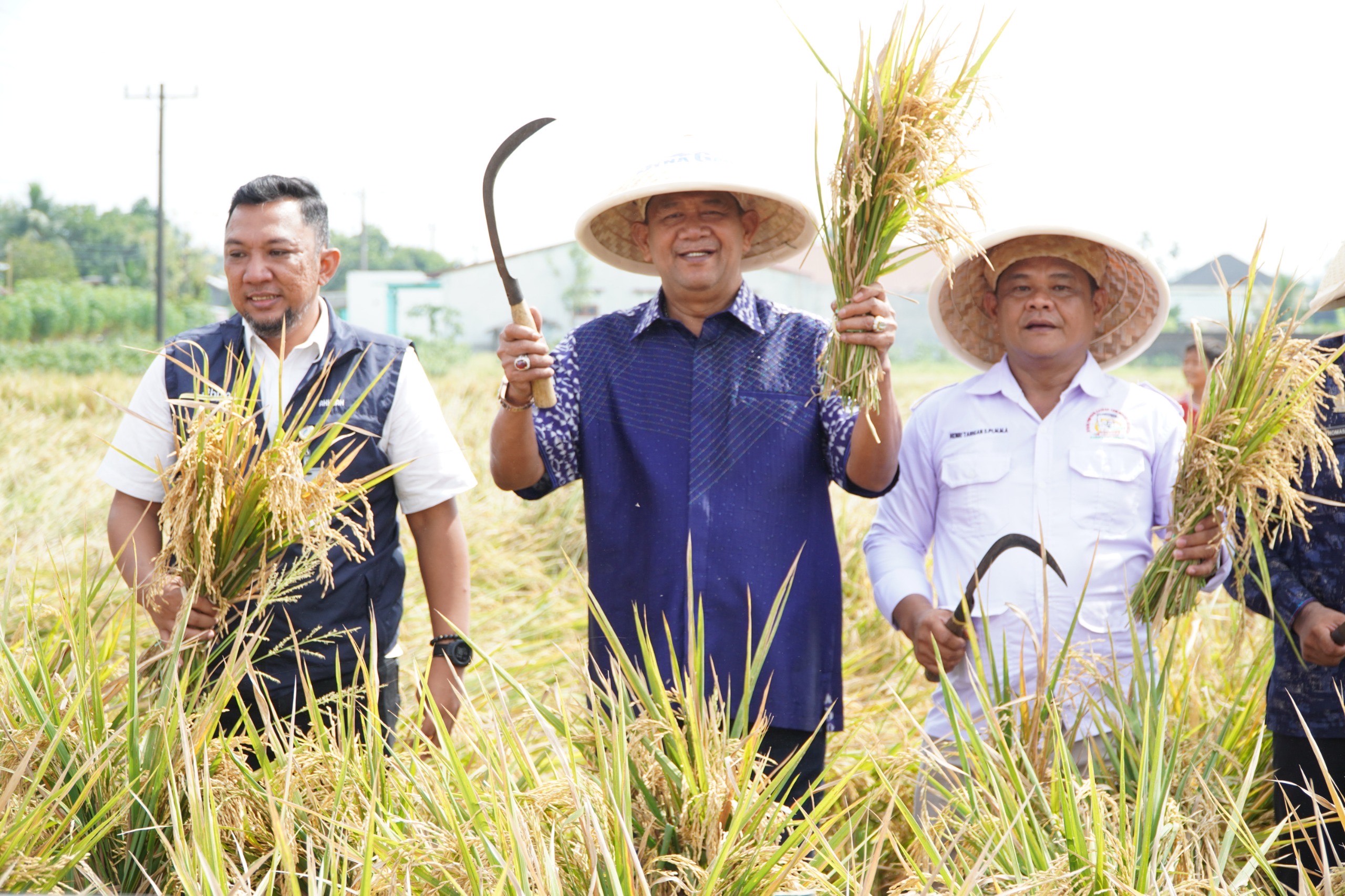 Pupuk Organik Tingkatkan Hasil Panen Padi Petani di Langkat