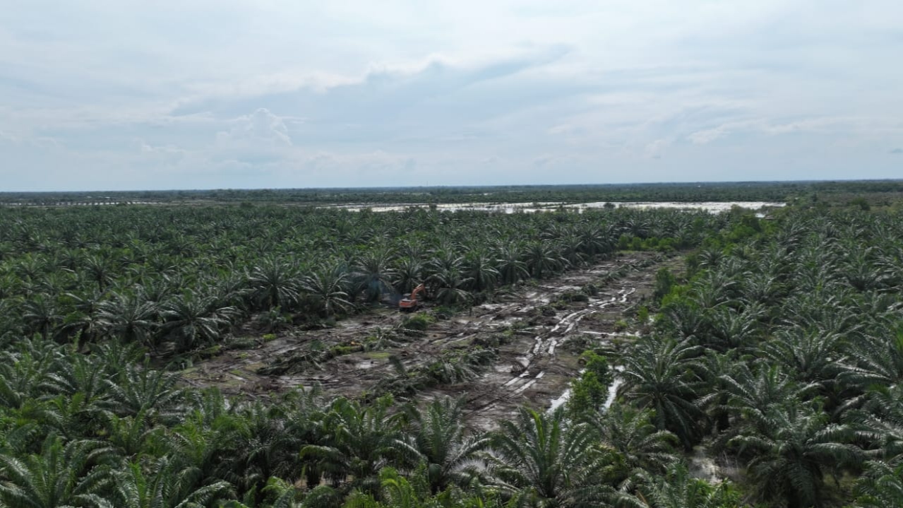 Perambahan Kawasan SM Karang Gading–Langkat Timur Laut, BKSDA Akui Keterlibatan Oknum Pengawas