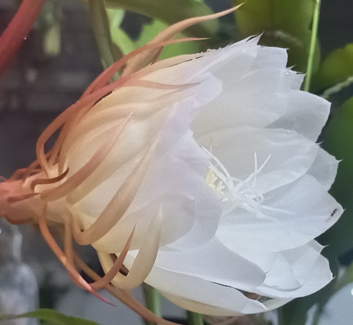 Hanya Mekar di Malam Hari, Bunga WIJAYA KUSUMA Dipercayai Simbol Kekuasaan